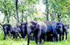 Sullia residents face tusker menace, destroyed crops